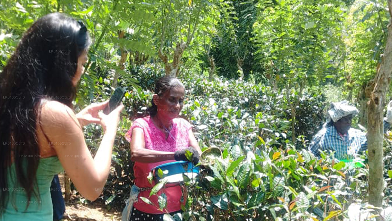 探索加勒的隐藏瑰宝,与当地人共进晚餐