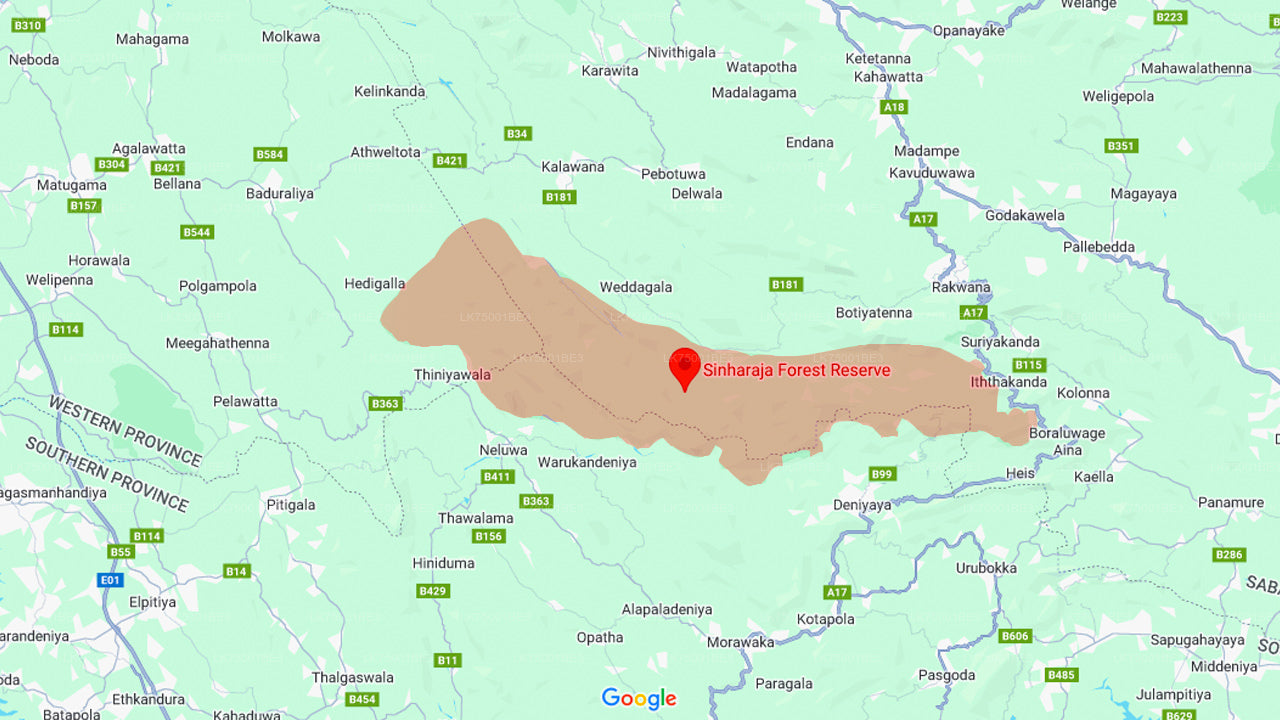 辛哈拉加雨林观鸟