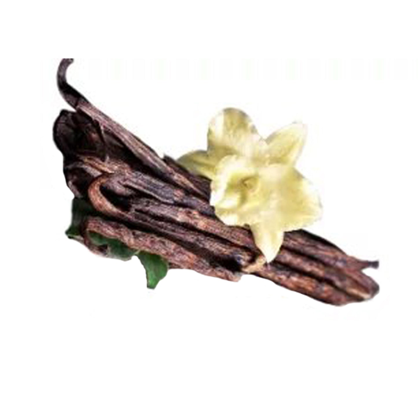 香草(香草)香料植物