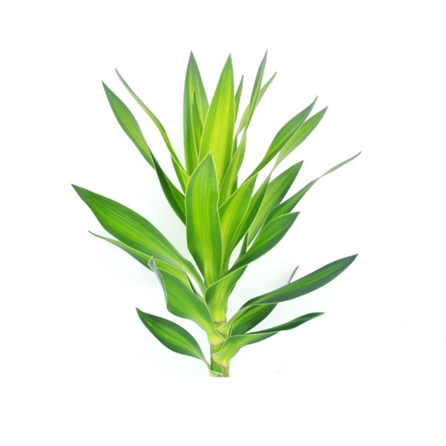 Lakpura Dracaena Reflexa “绿色”(50 片叶子)中号