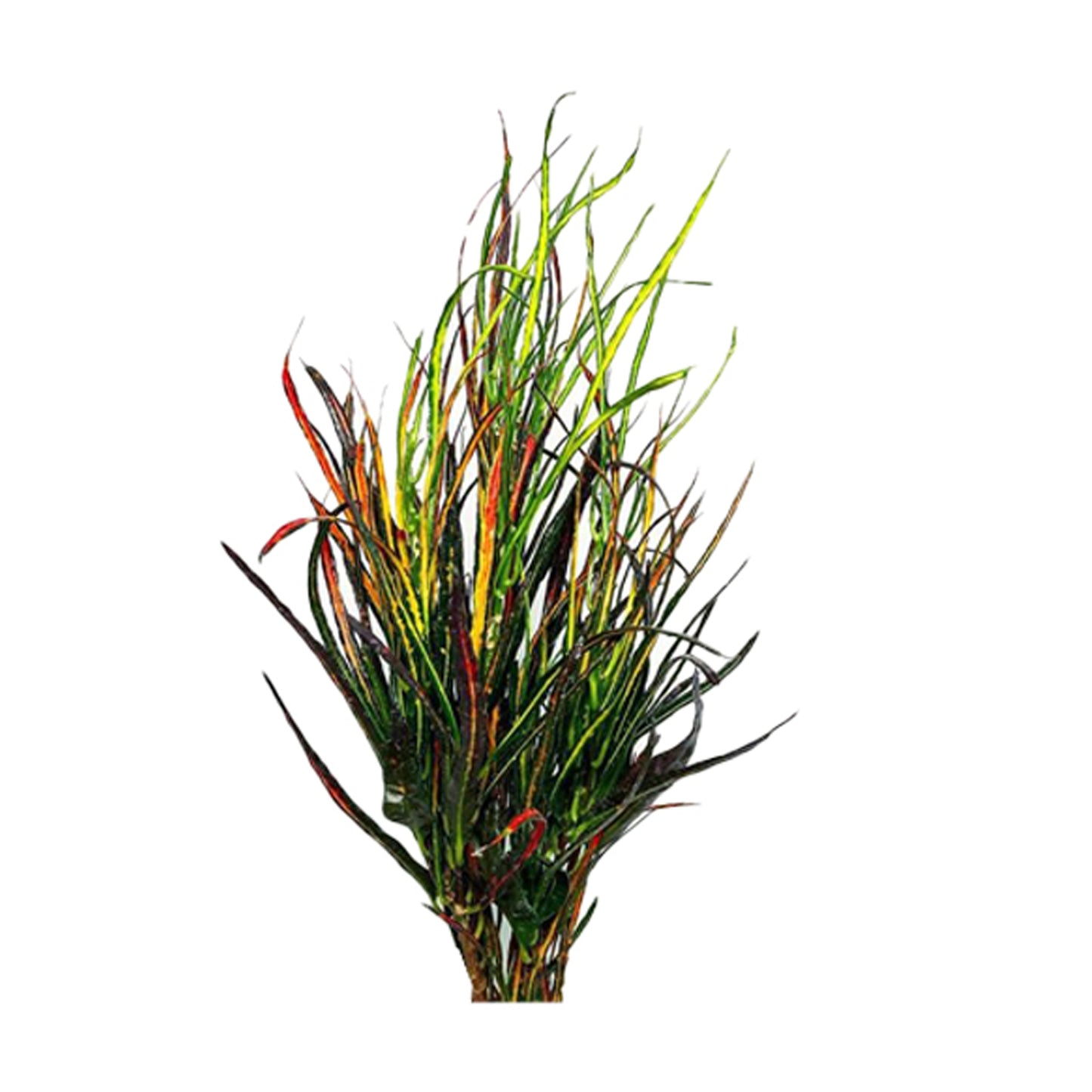 拉克普拉·毕加索的画笔巴豆(50 片叶子)