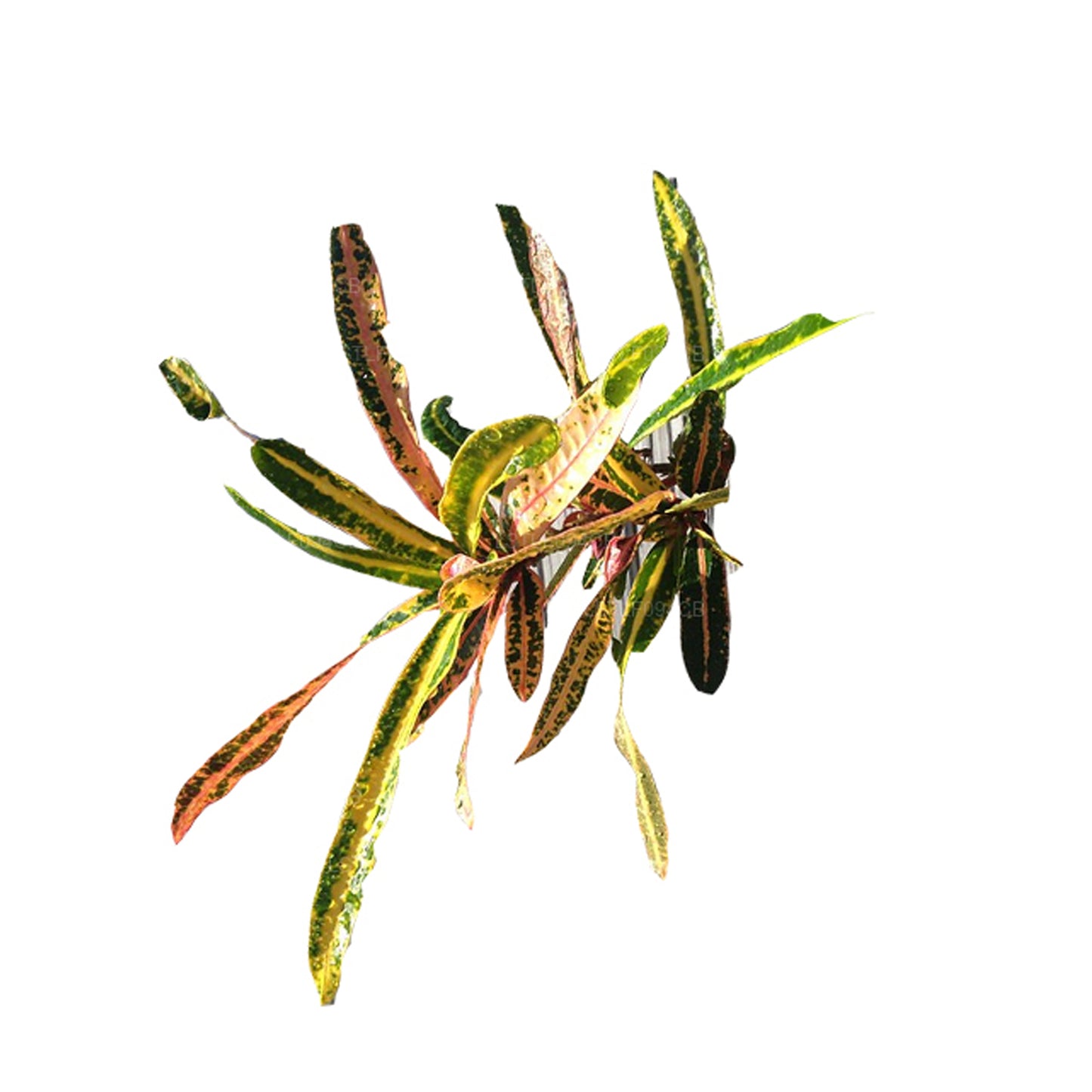 Lakpura Victoria Gold Bell Broton(