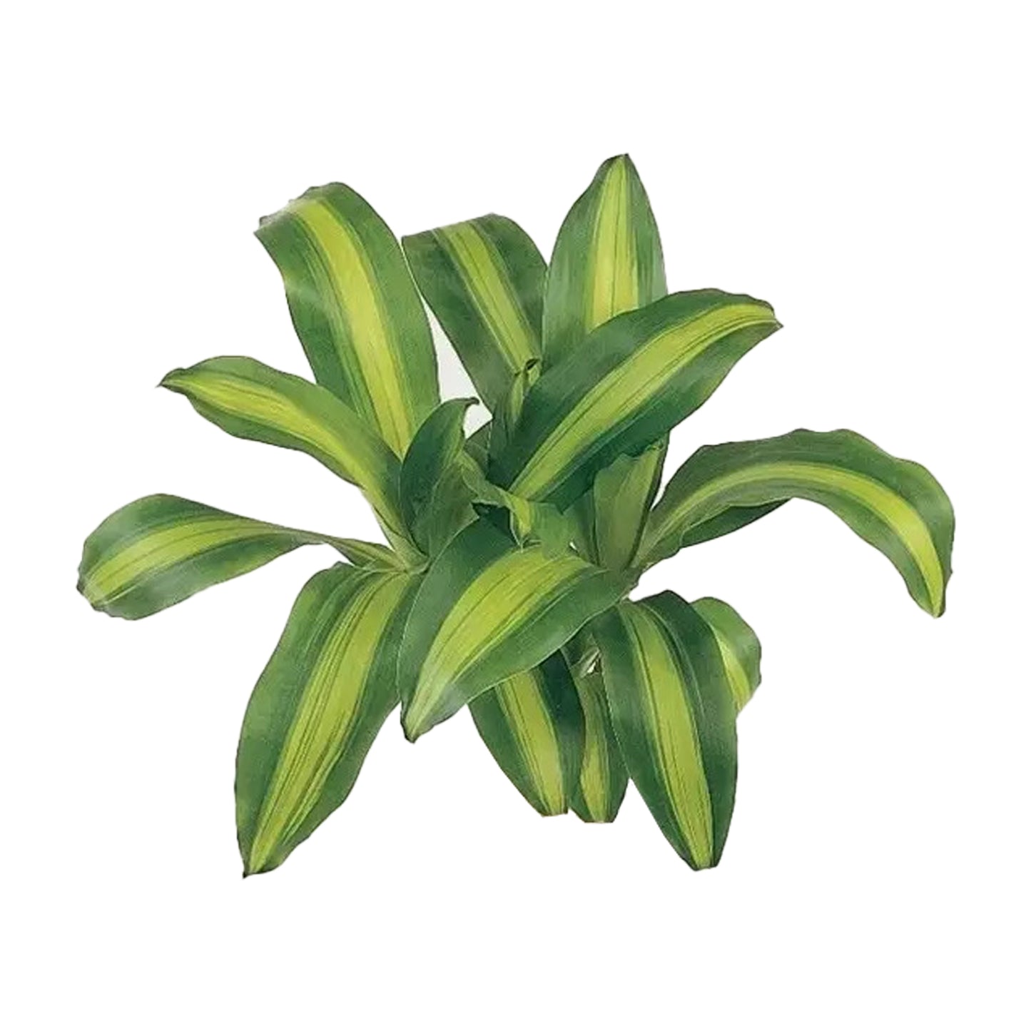 Lakpura Dracaena Massangeana(20 片叶子)中号