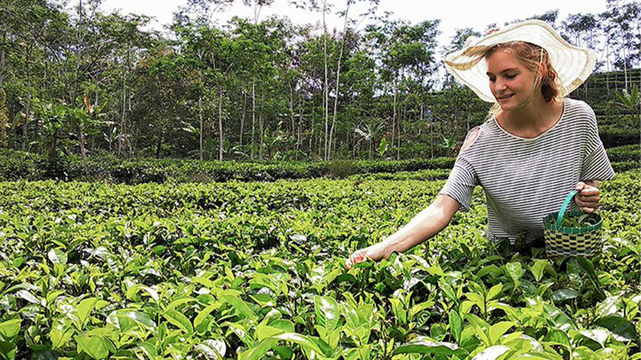 Ceylon Tea Tour (5 Days)