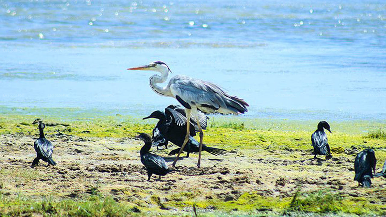 Wildlife Tour Covering Birds and Mammals (7 Days)