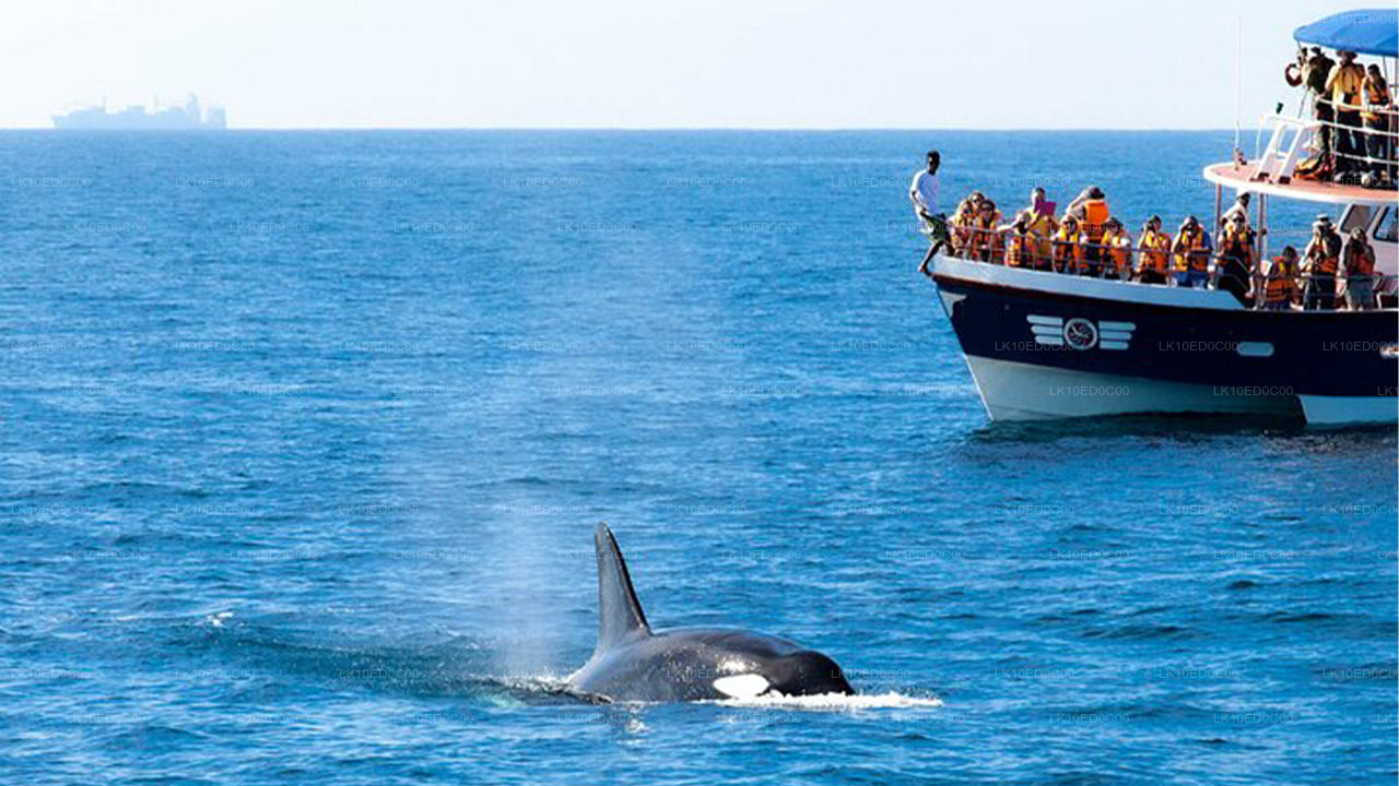 Wildlife Tour Covering Birds, Mammals and Whales (14 Days)