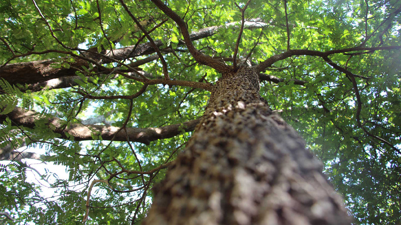 Popham's Arboretum，丹布拉