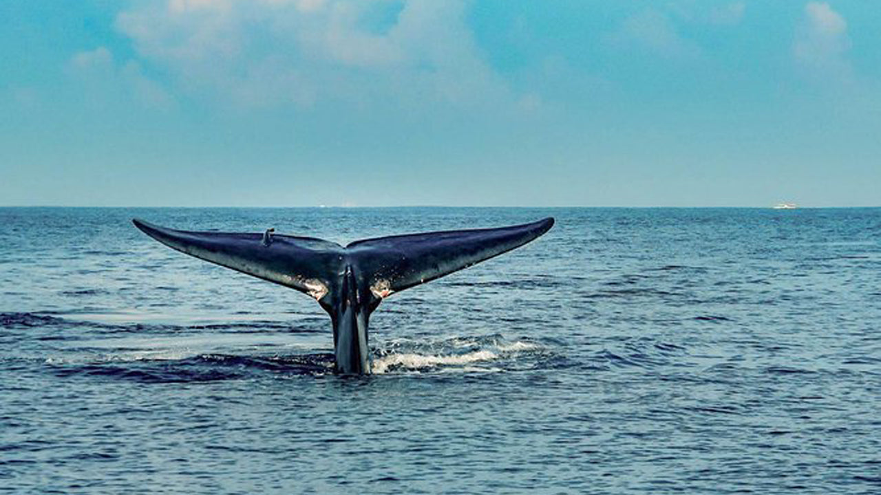 7 Hours Dolphin Watching Cruise From Colombo