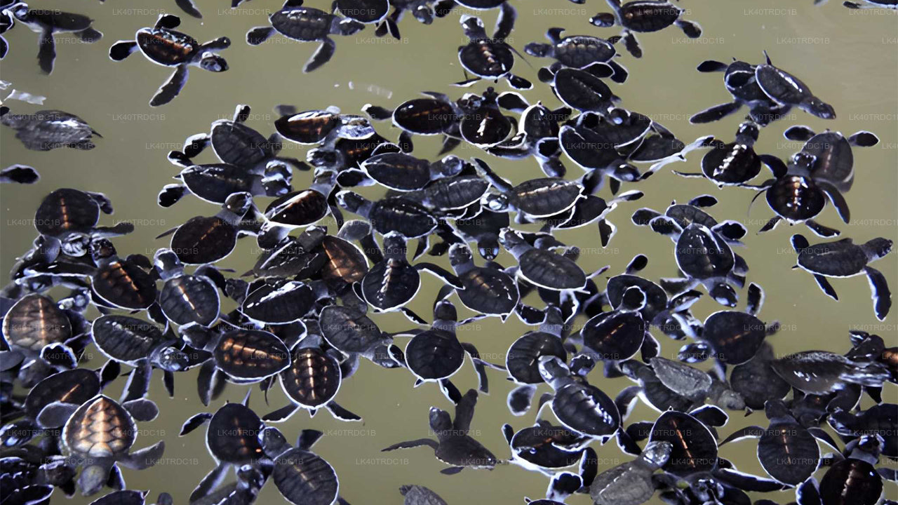 从尼甘布到希里凯蒂亚的私人接送服务（含观光停留）