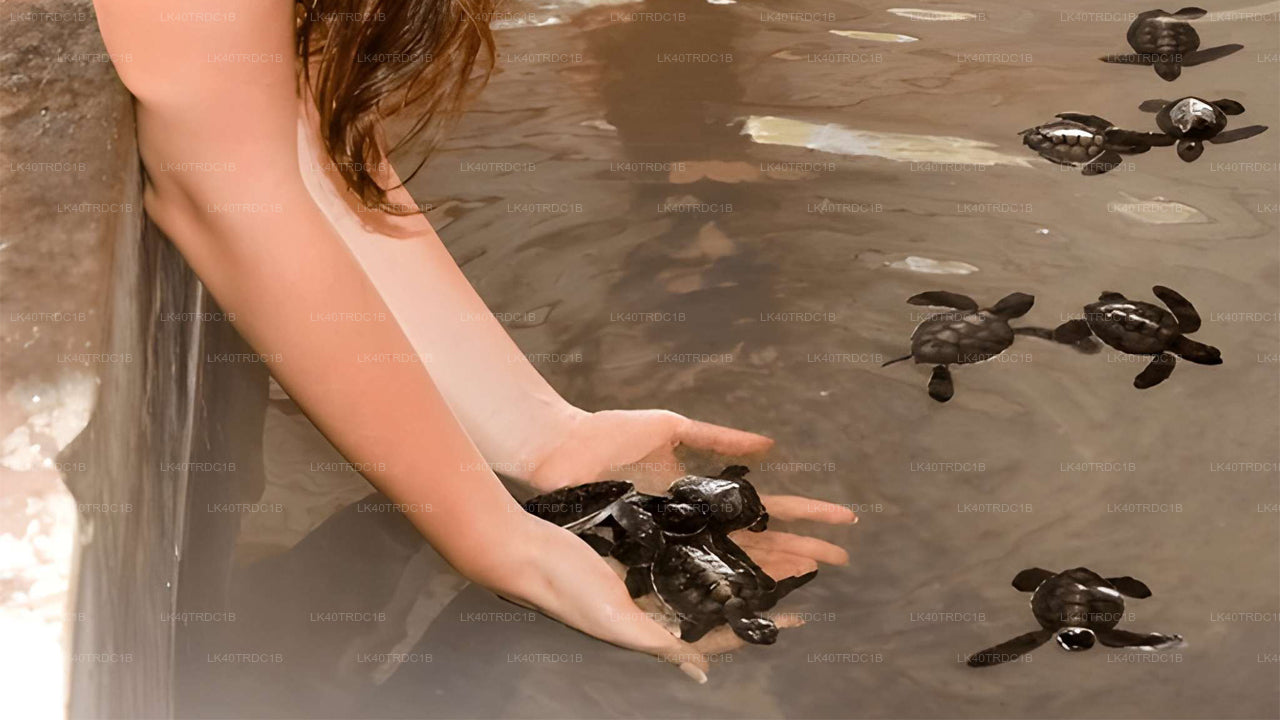 从尼甘布到希里凯蒂亚的私人接送服务（含观光停留）