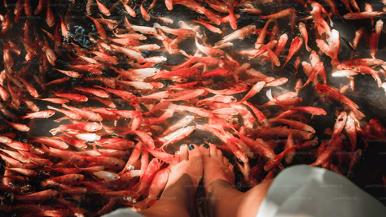 从尼甘布到希里凯蒂亚的私人接送服务（含观光停留）