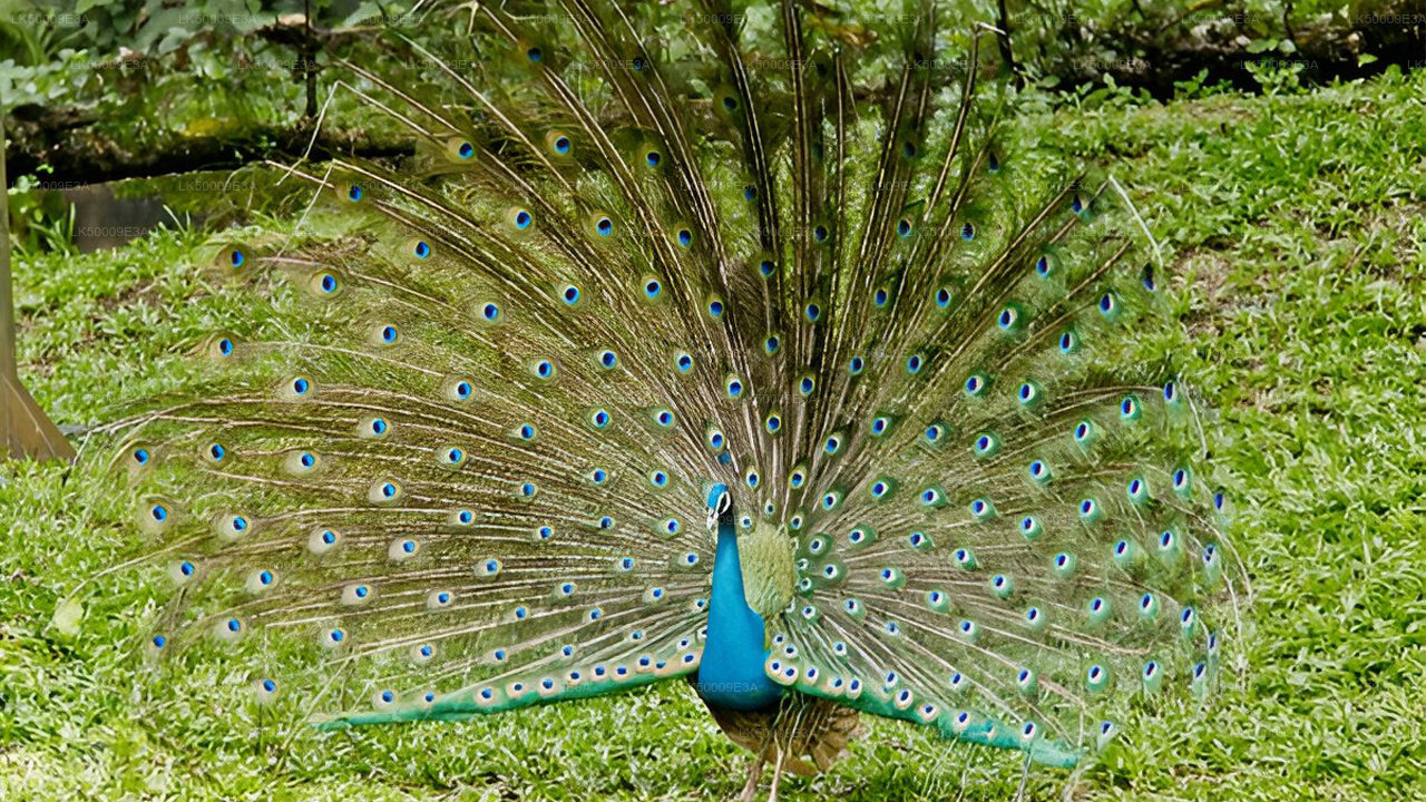 乌达瓦拉维国家公园门票