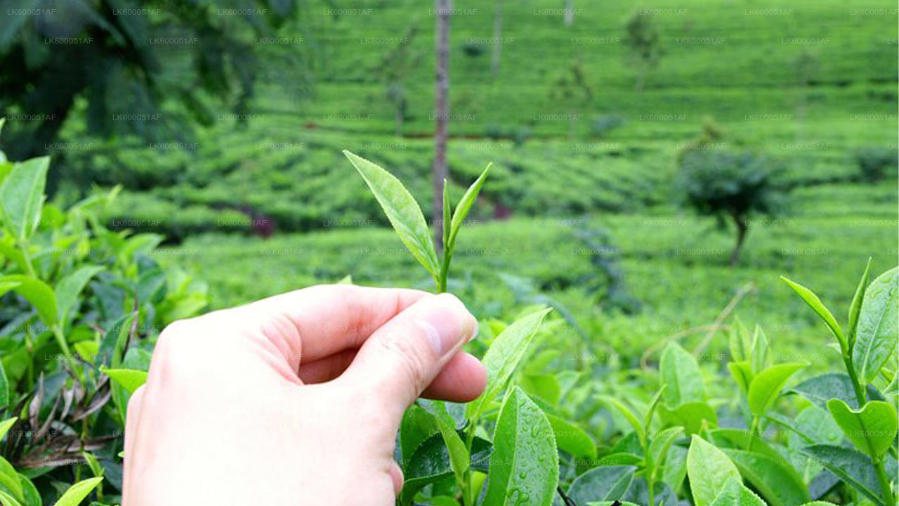 Halpewatte Tea Factory Tour from Ella