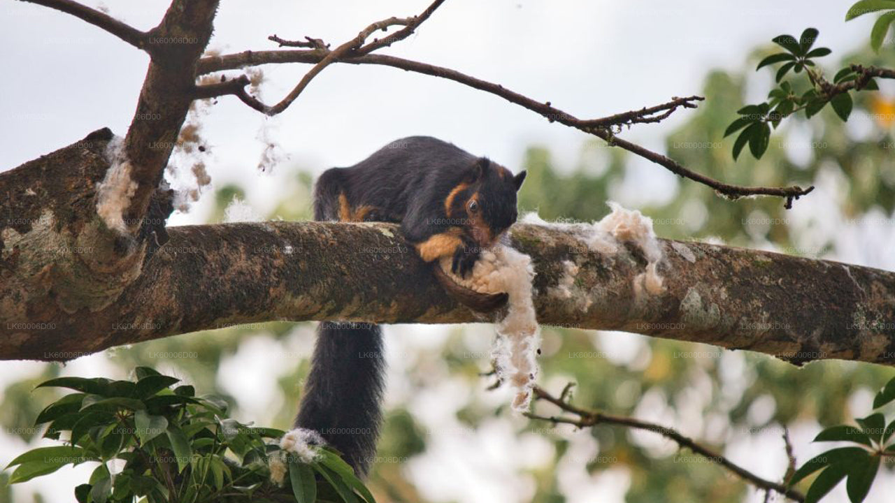 辛哈拉贾雨林探险之旅