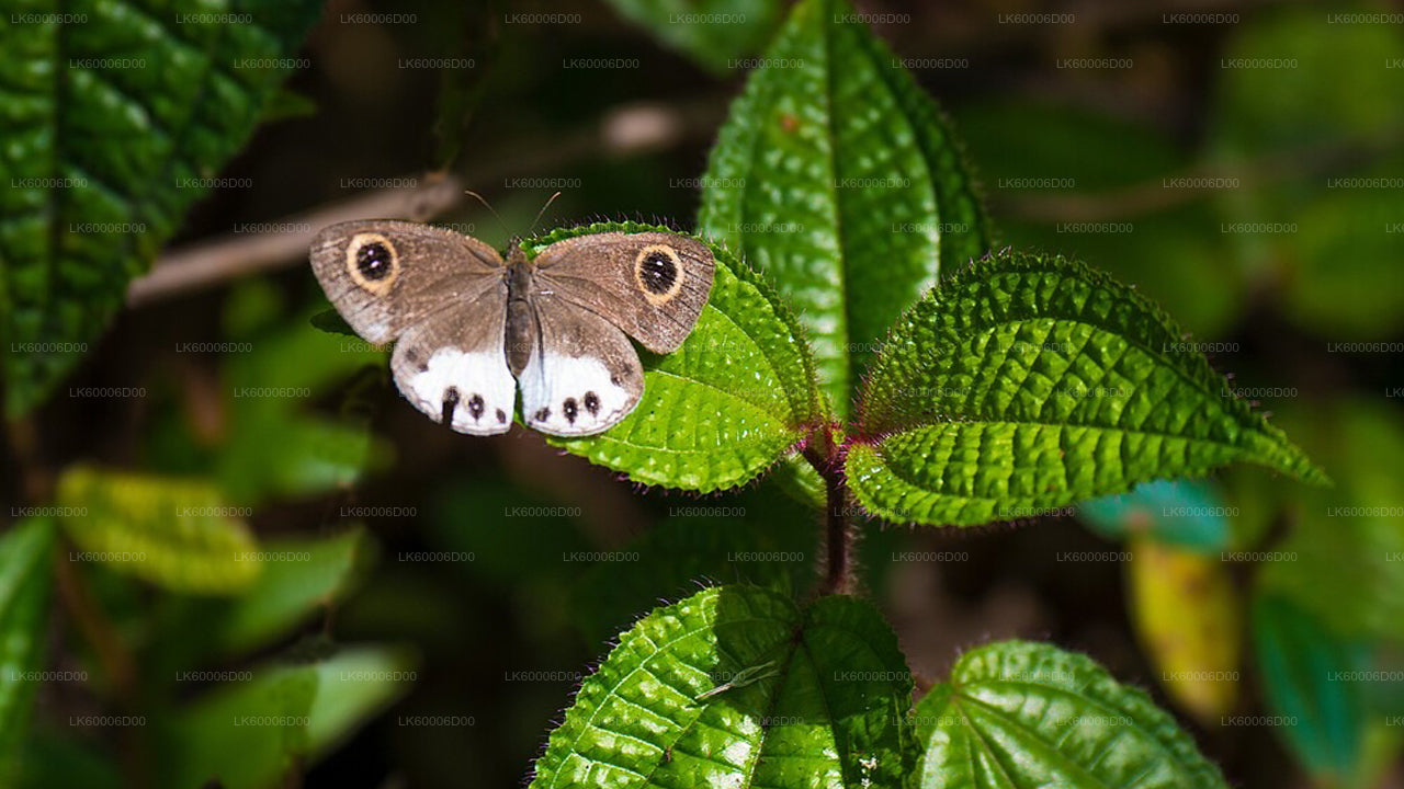 探索辛哈拉贾雨林（半日游）