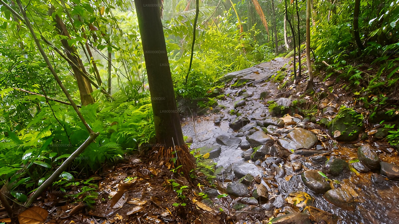 探索辛哈拉贾雨林（半日游）