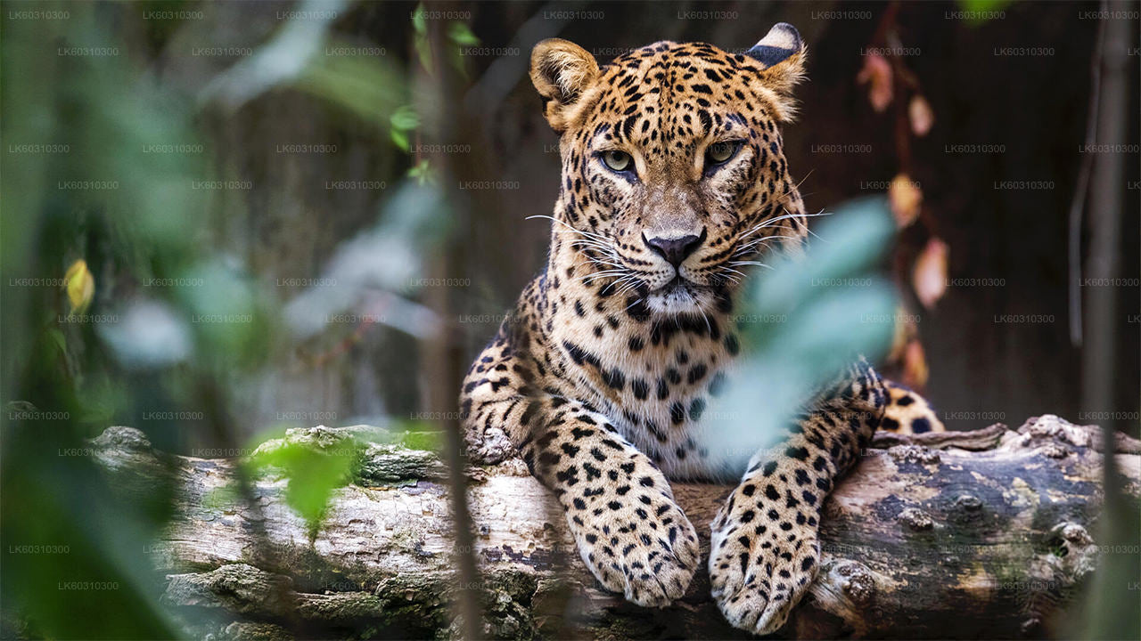 Yala National Park Private Safari from Ahangama