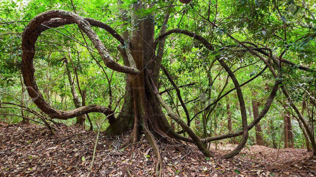 Udawattekele Forest Reserve Entrance Tickets