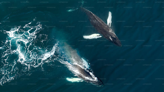 从米瑞莎出发的7小时私人观鲸游船之旅