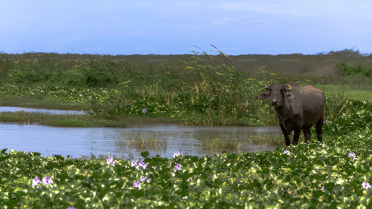 从汉班托塔海港出发的邦达拉国家公园野生动物园