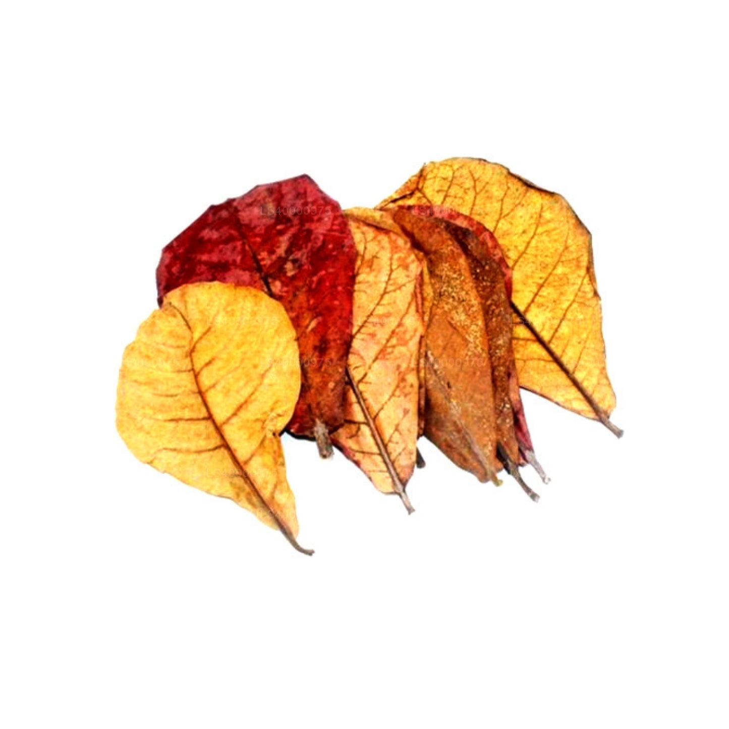 Lakpura 脱水（Kottan、Kottamba、印度杏仁）Terminalia catappa 100 片叶子（100 克）