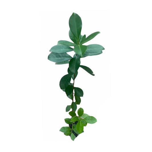 Lakpura 中国红番石榴果实植物