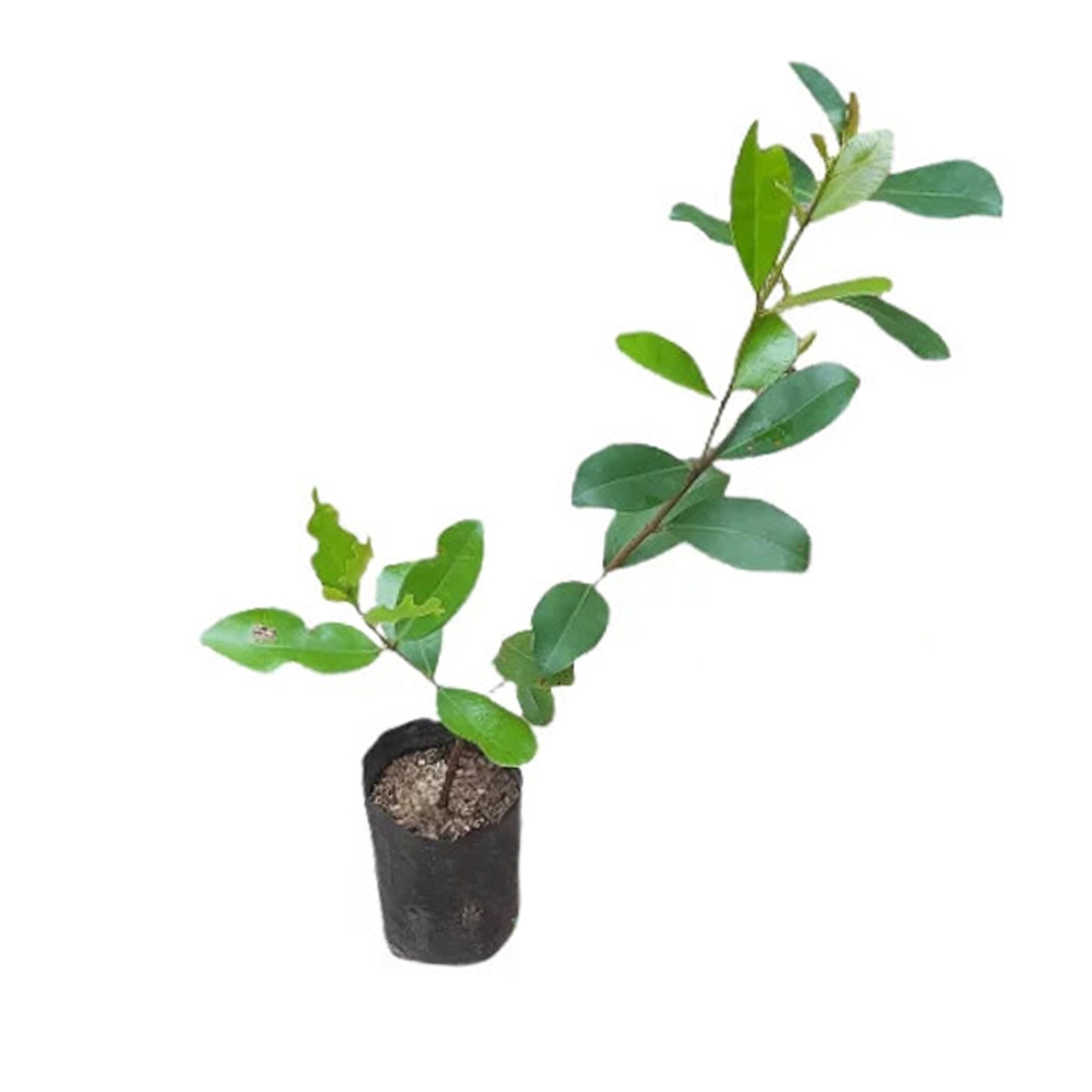 Lakpura Barbados Cherry Plant