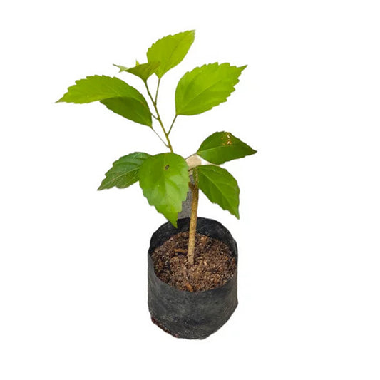 双瓣芙蓉（红色）外来植物