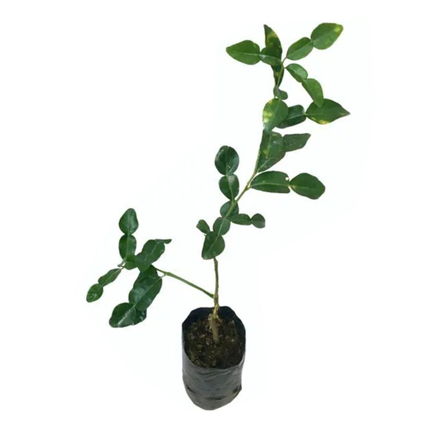 Kaffir Lime (Kaffir Lime) 香料植物