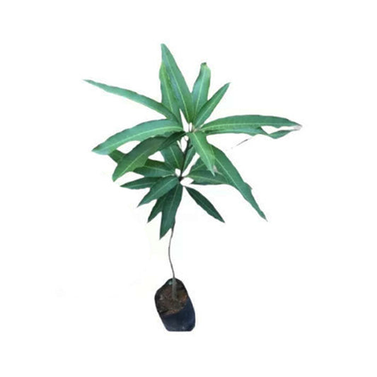 Lakpura® Bandaranayake 无籽（Mee Mango）植物