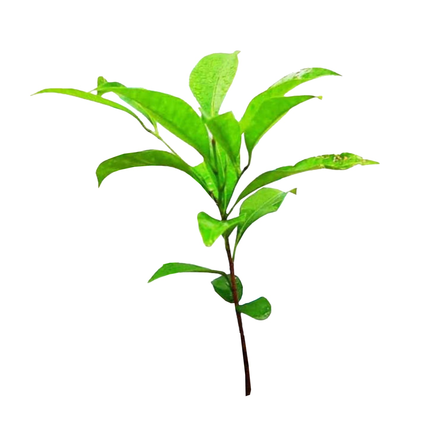 Lakpura Munamal（西班牙樱桃）工厂