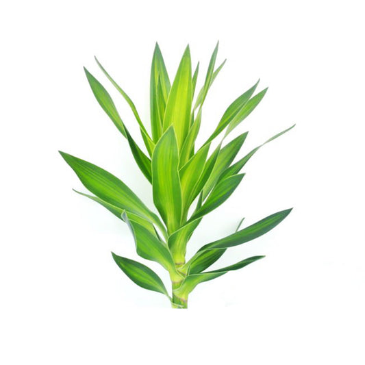 Lakpura Dracaena Reflexa “绿色”（50 片叶子）中号