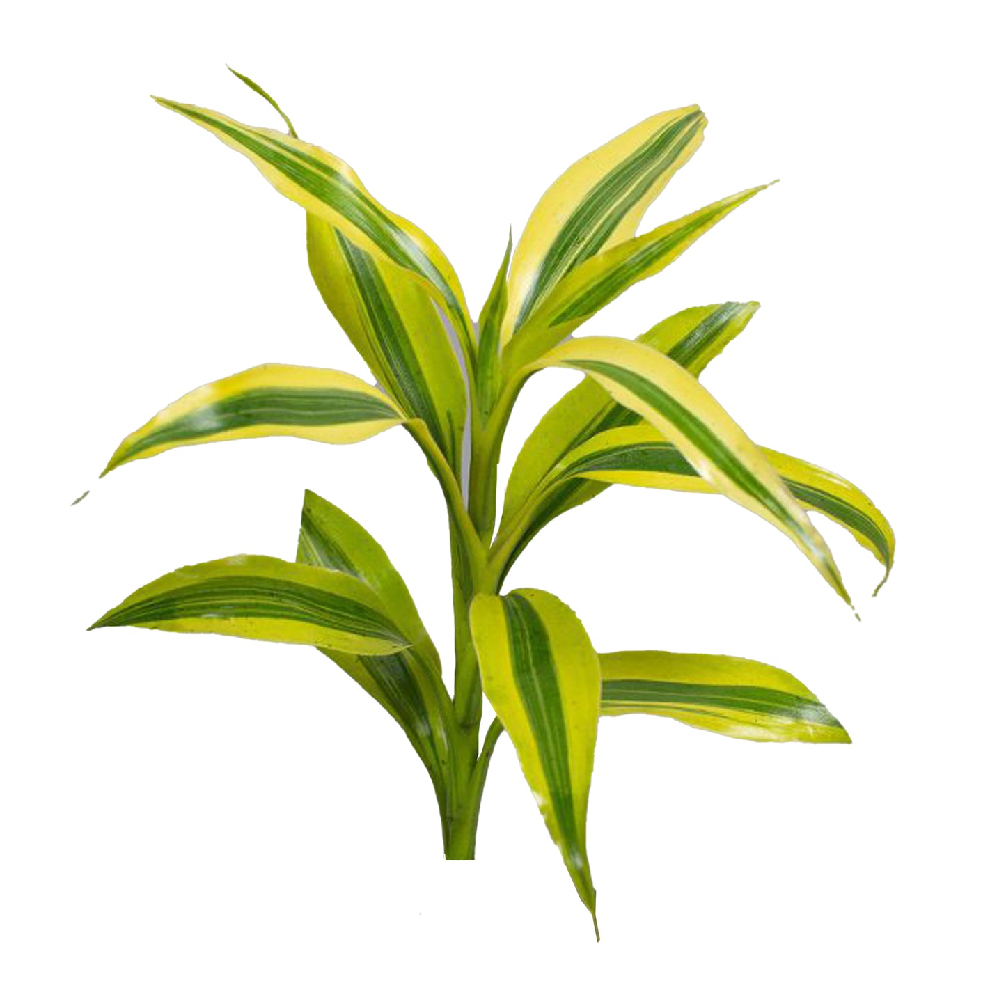 Lakpura Dracaena Sanderiana 金色（50 片树叶）中号