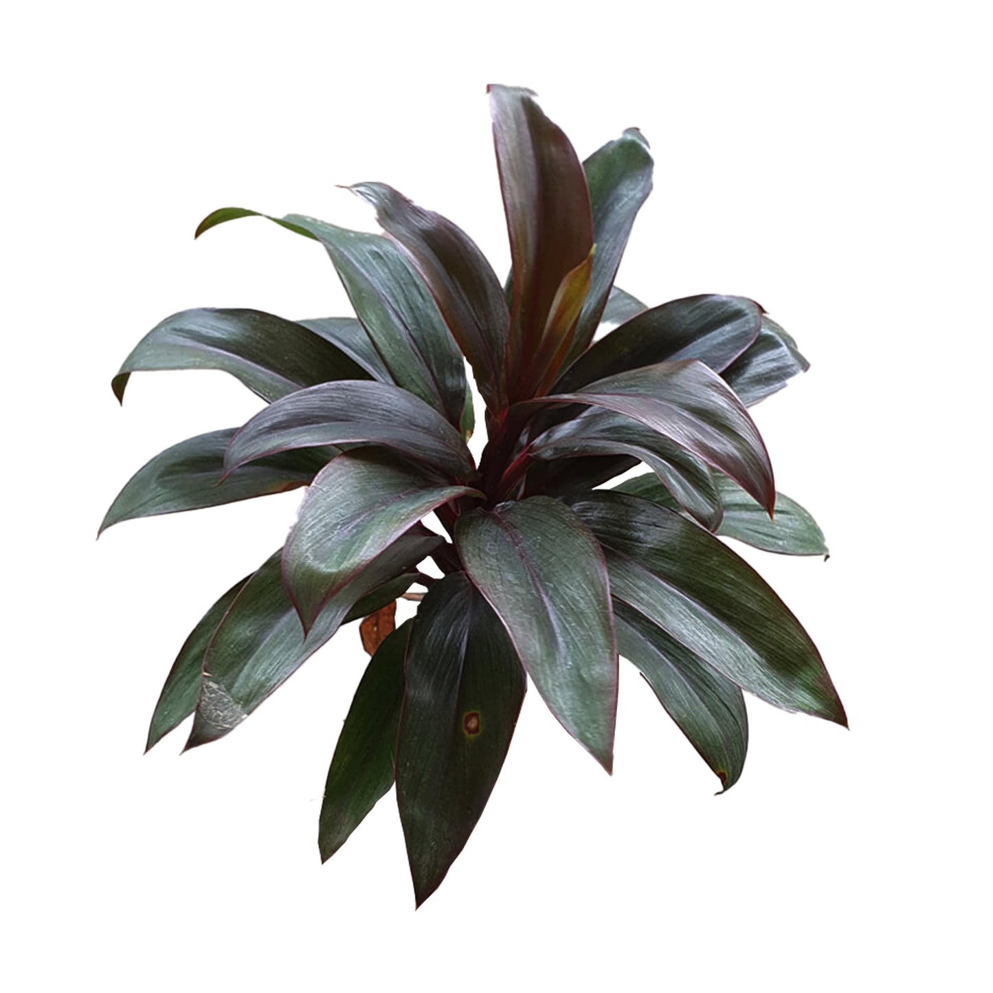 Lakpura Dracaena 紫色紧凑型（20 片叶子）中号