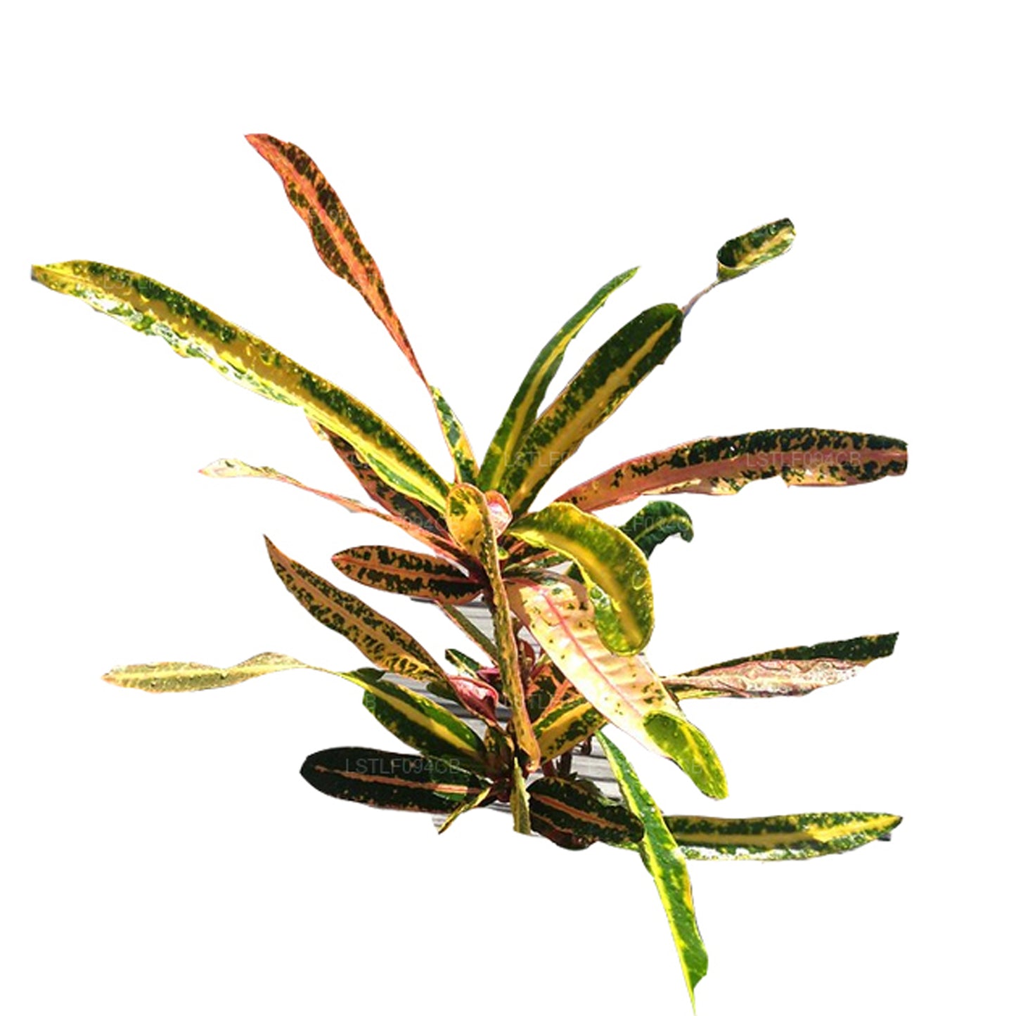 Lakpura Victoria Gold Bell Broton（