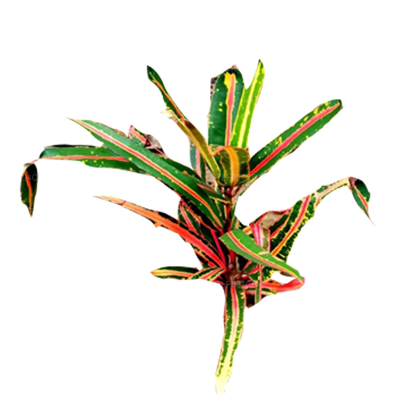 Lakpura Victoria Gold Bell Broton（