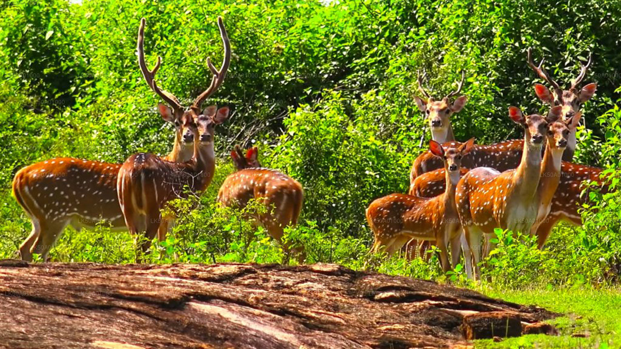 乌达瓦拉维国家公园私人野生动物园