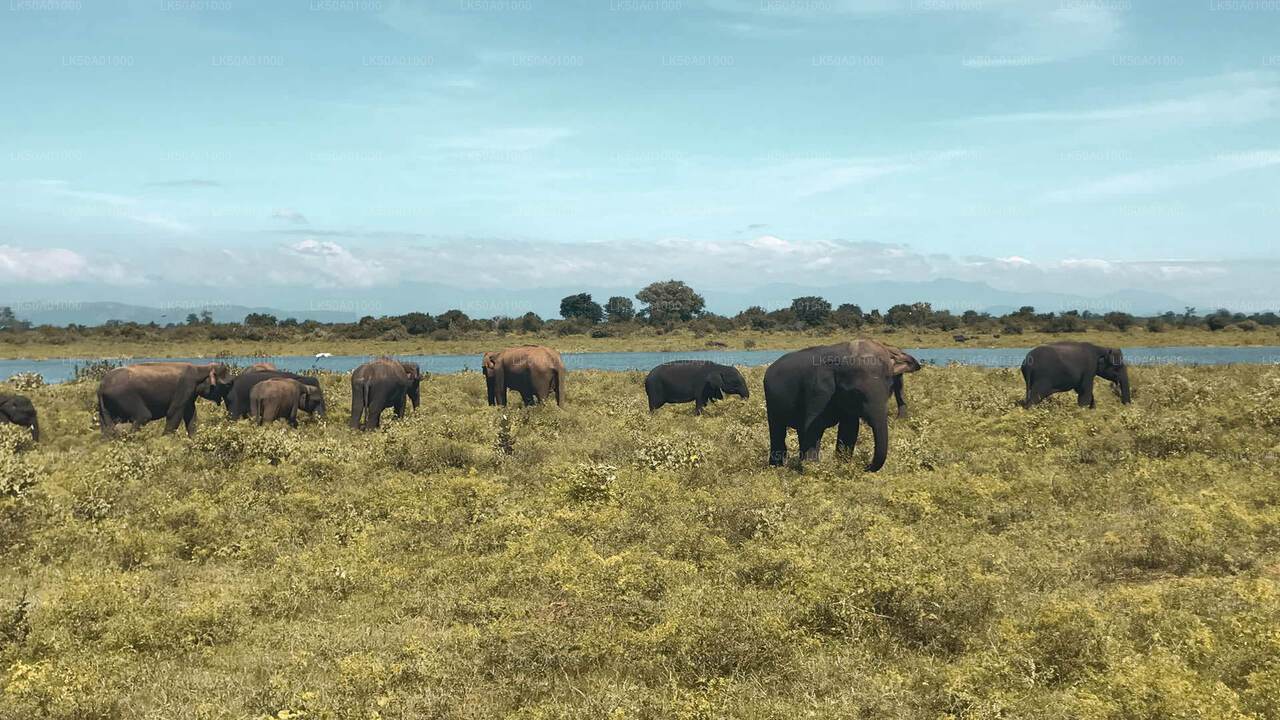 Udawalawe 国家公园与博物学家一起进行私人野生动物园