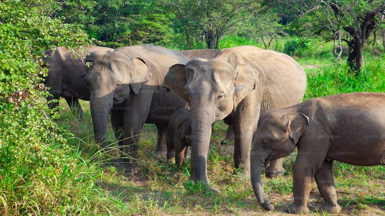 Hurulu Eco Park Private Safari with Naturalist