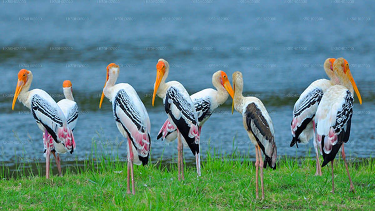 Bundala National Park Shared Safari