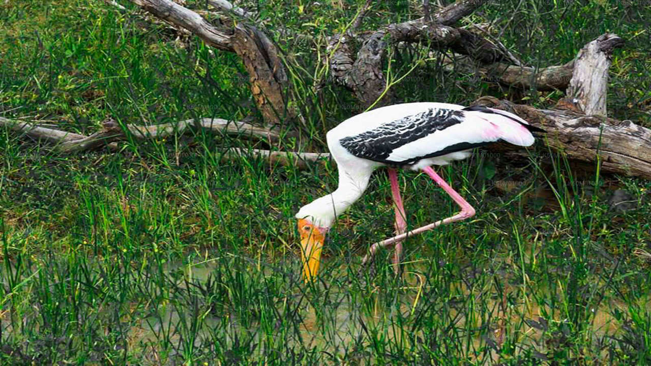 Lahugala Kitulana National Park Private Safari