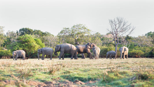 Lahugala Kitulana National Park Safari with Naturalist