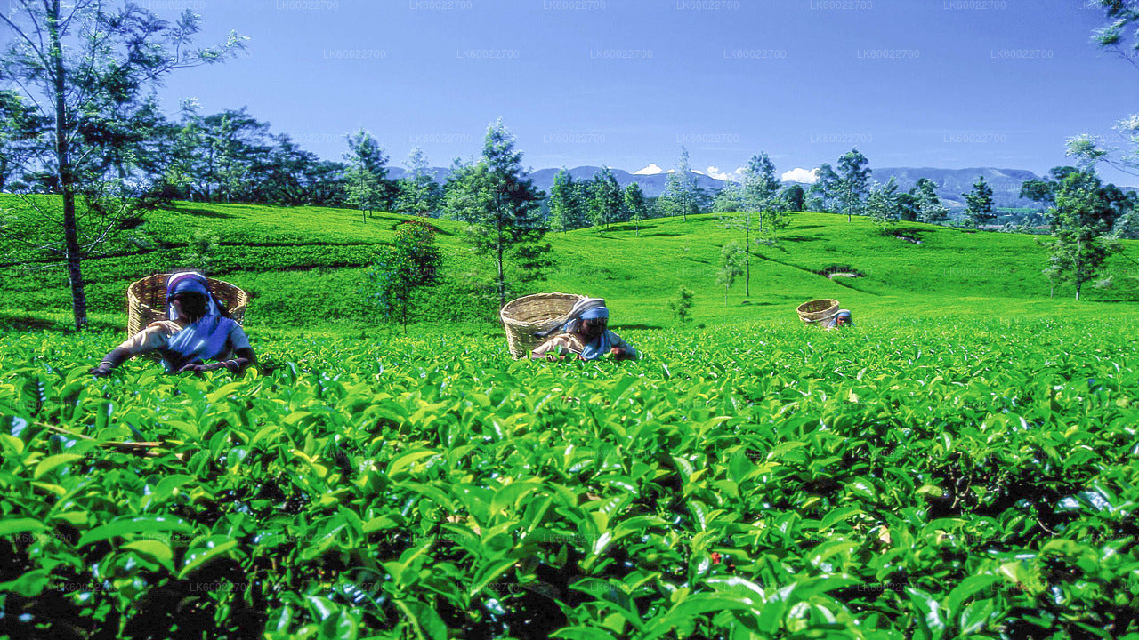 Tea Field Tour from Hatton