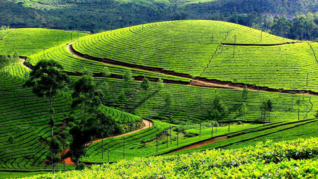 Tea Field Tour from Hatton