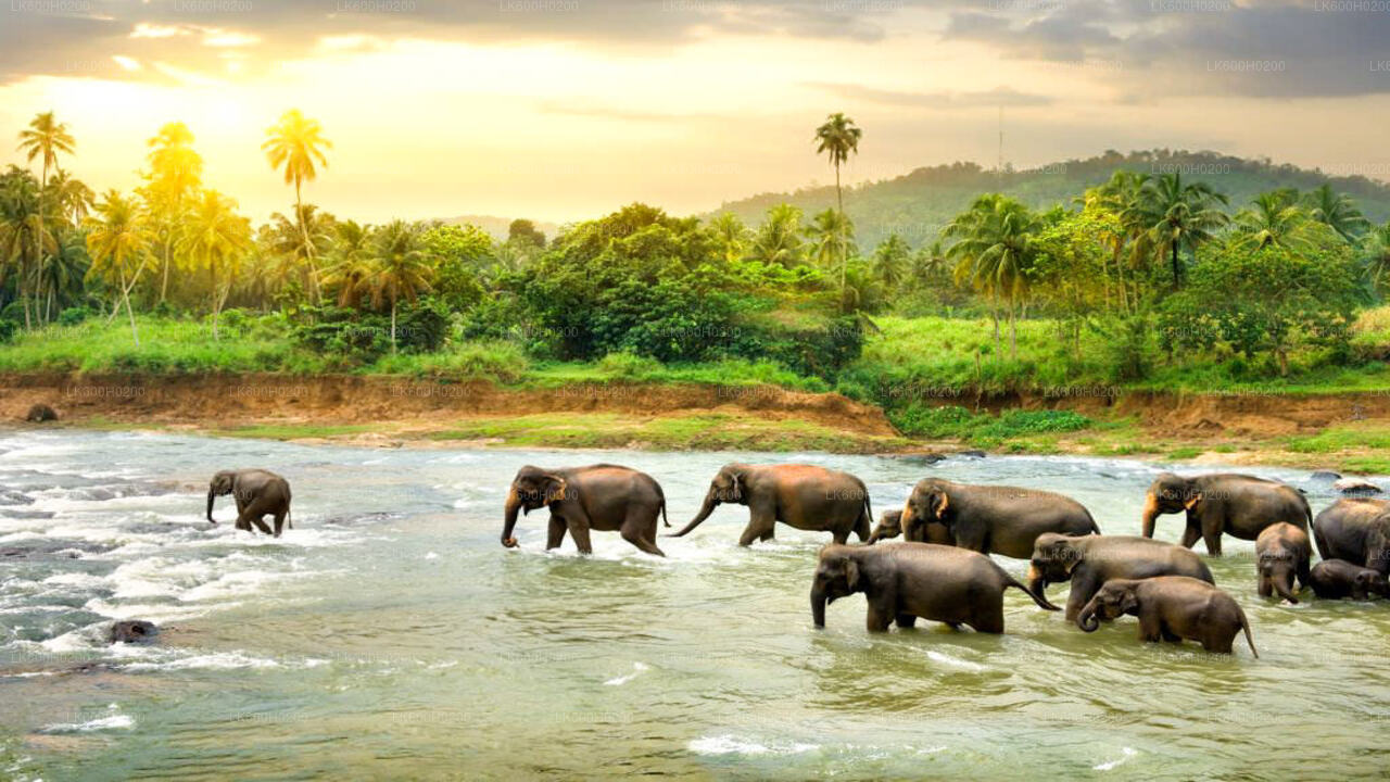 Pinnawala Elephant Orphanage from Colombo