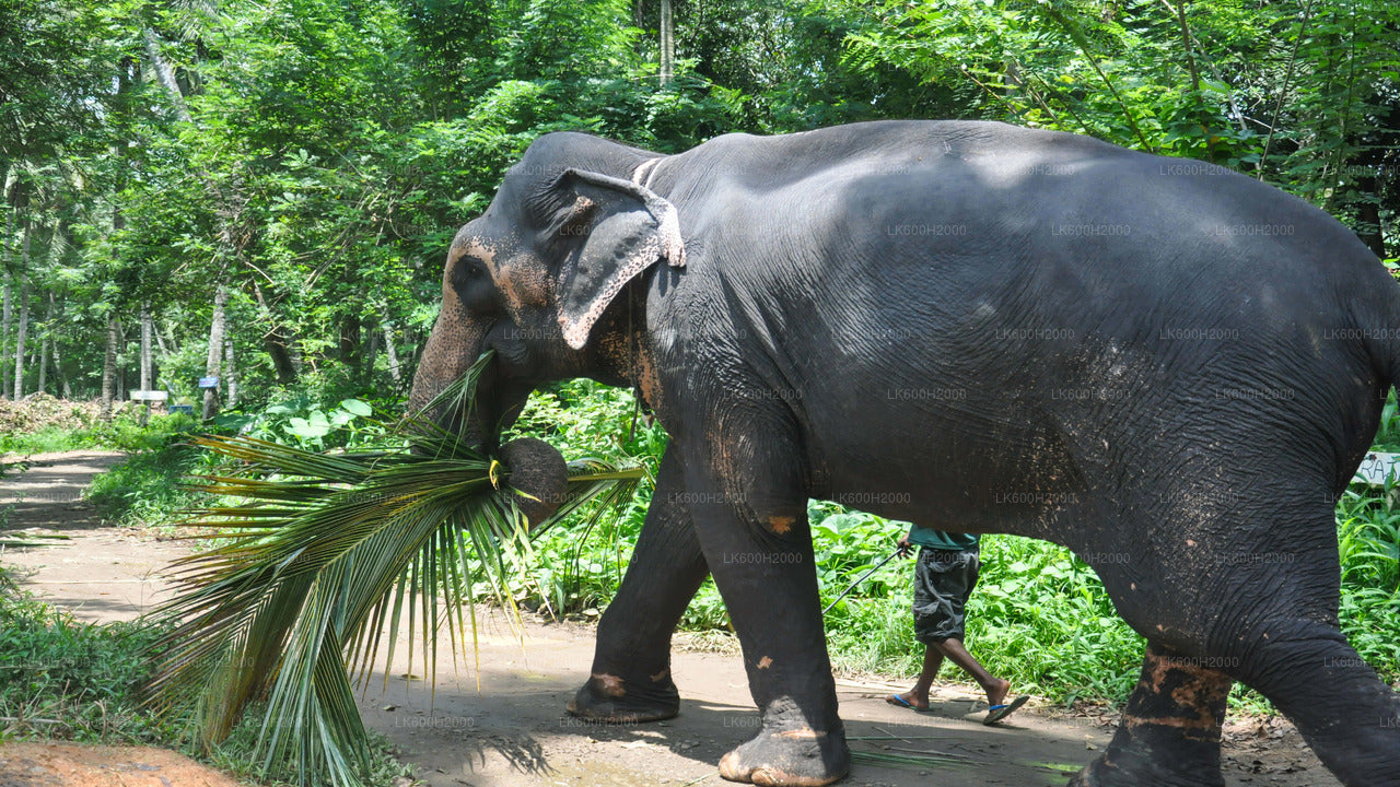 从科伦坡机场访问千禧大象基金会