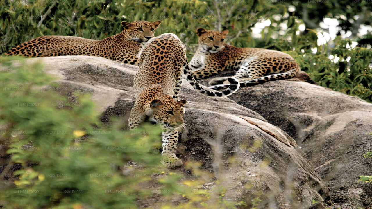 Yala National Park Safari from Koggala