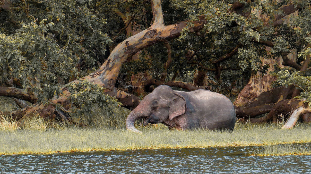 Wilpattu National Park Safari from Negombo