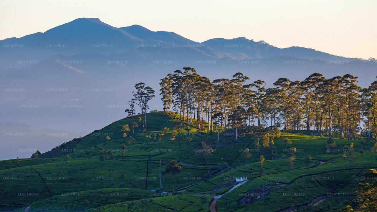 Haputale Highlands from Nuwara Eliya