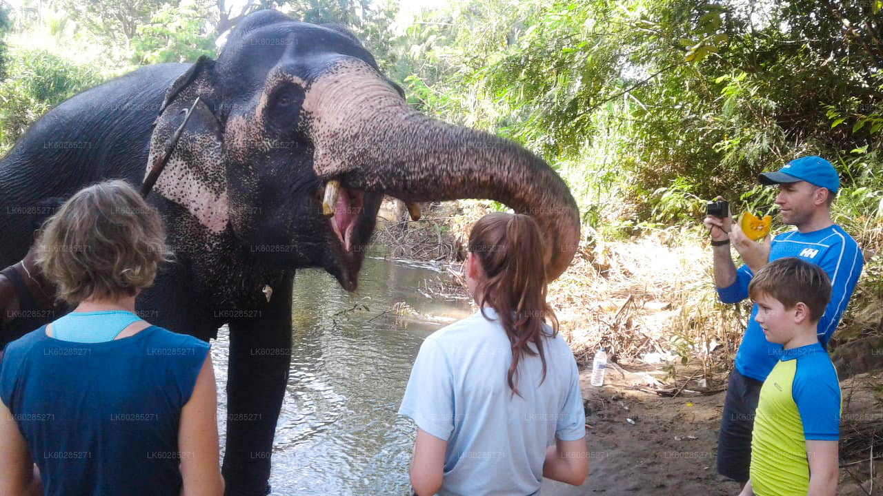 从哈巴拉那出发的大象回溯之旅